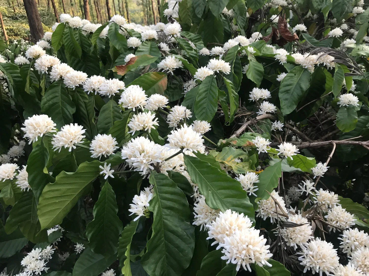 Coffee estate in Karnataka