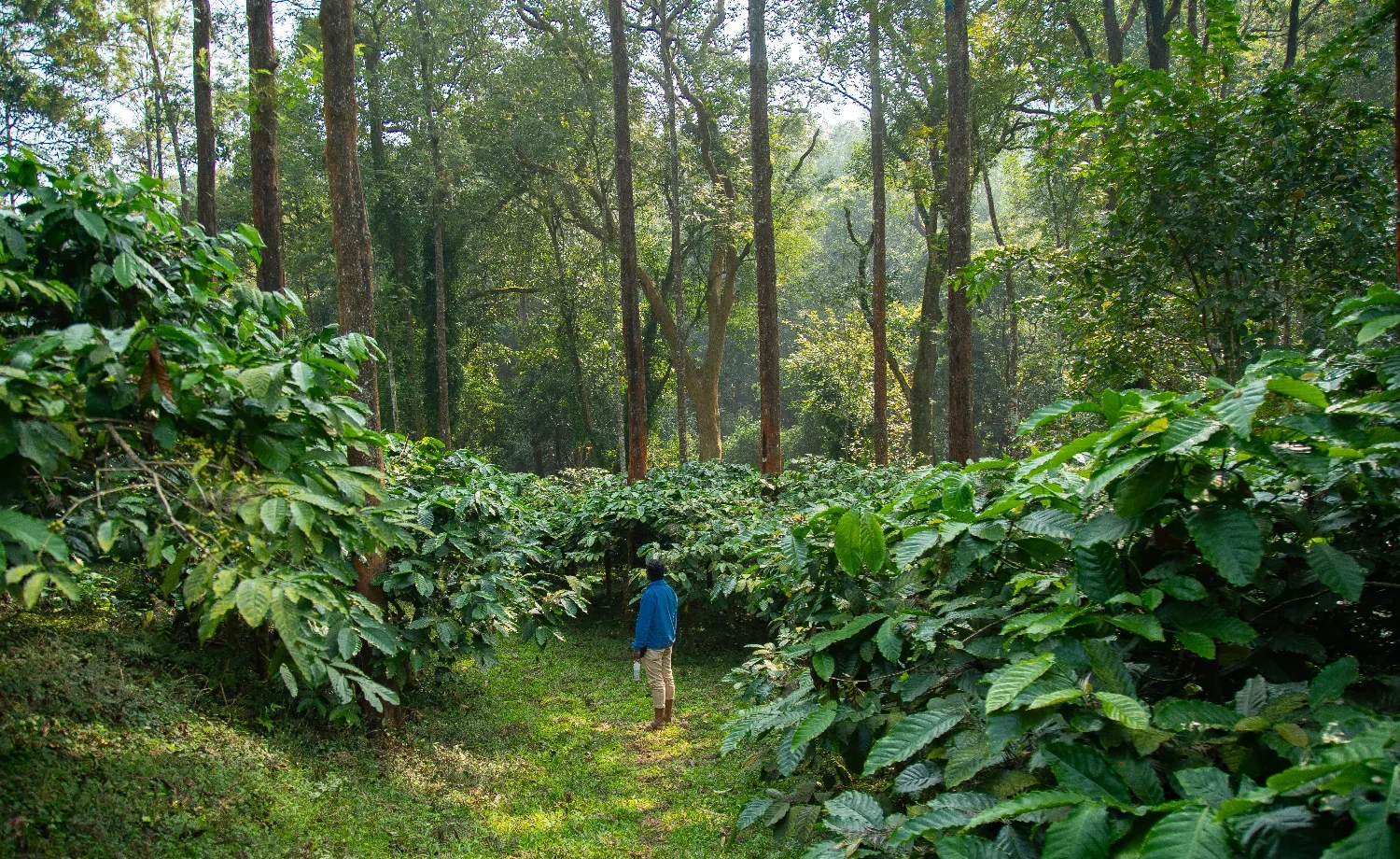 Rolling tea plantation in the Western Ghats