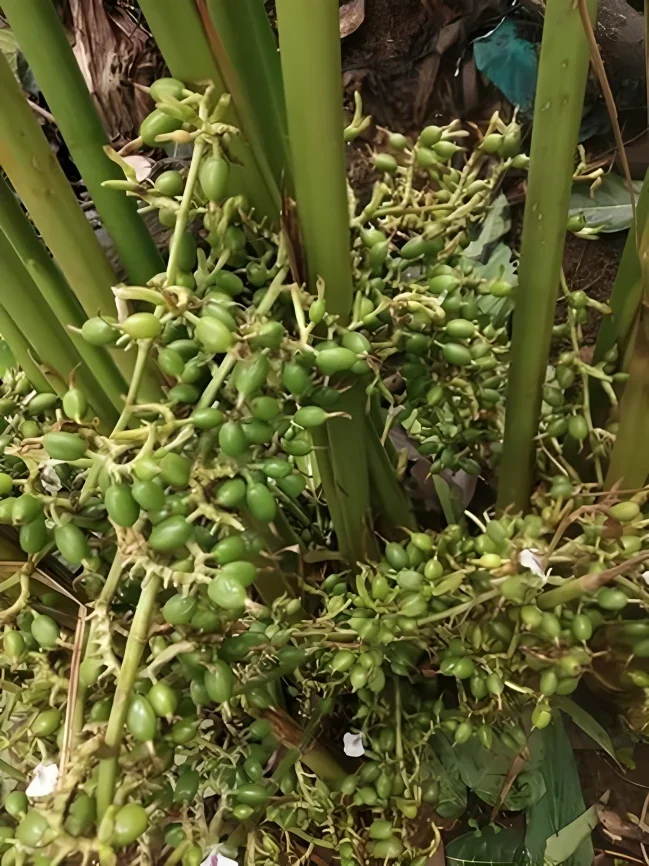 Cardamom